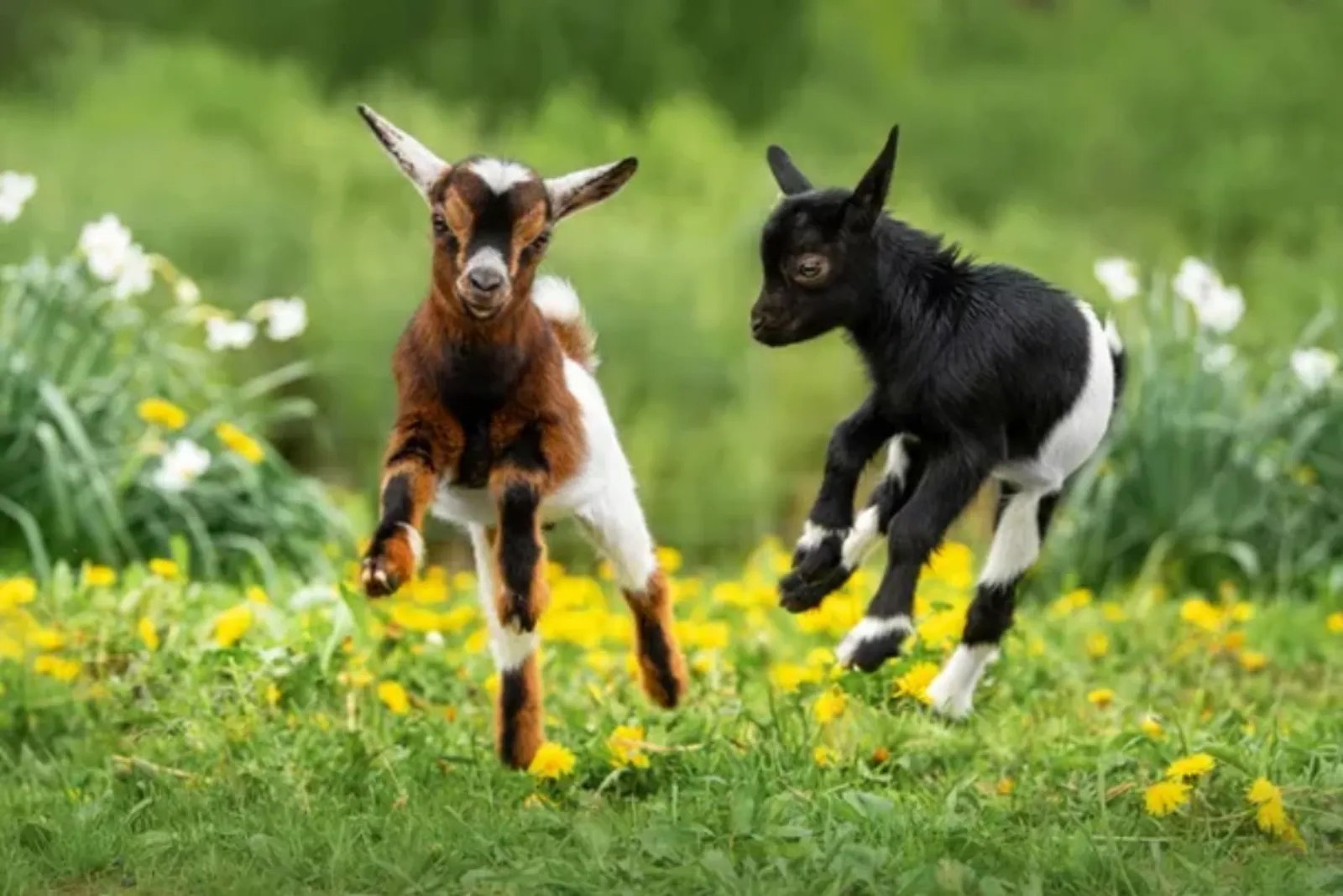 Goat at Bajsova Domačija farm